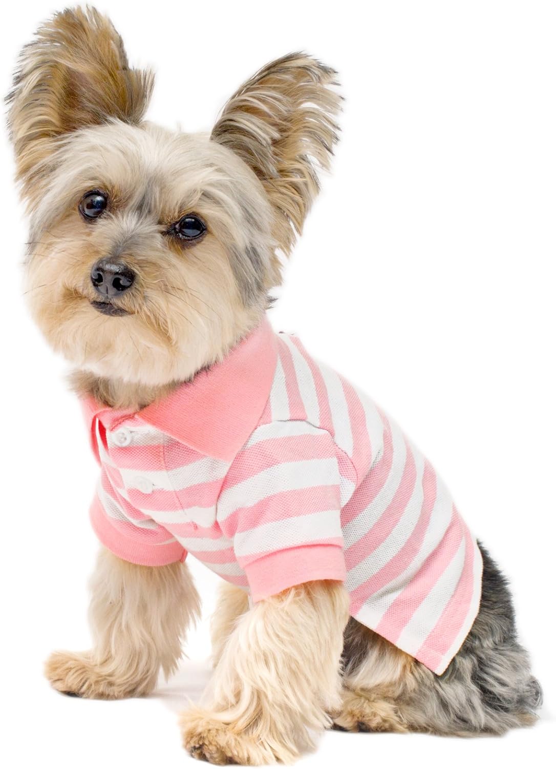 polo shirts for small dogs