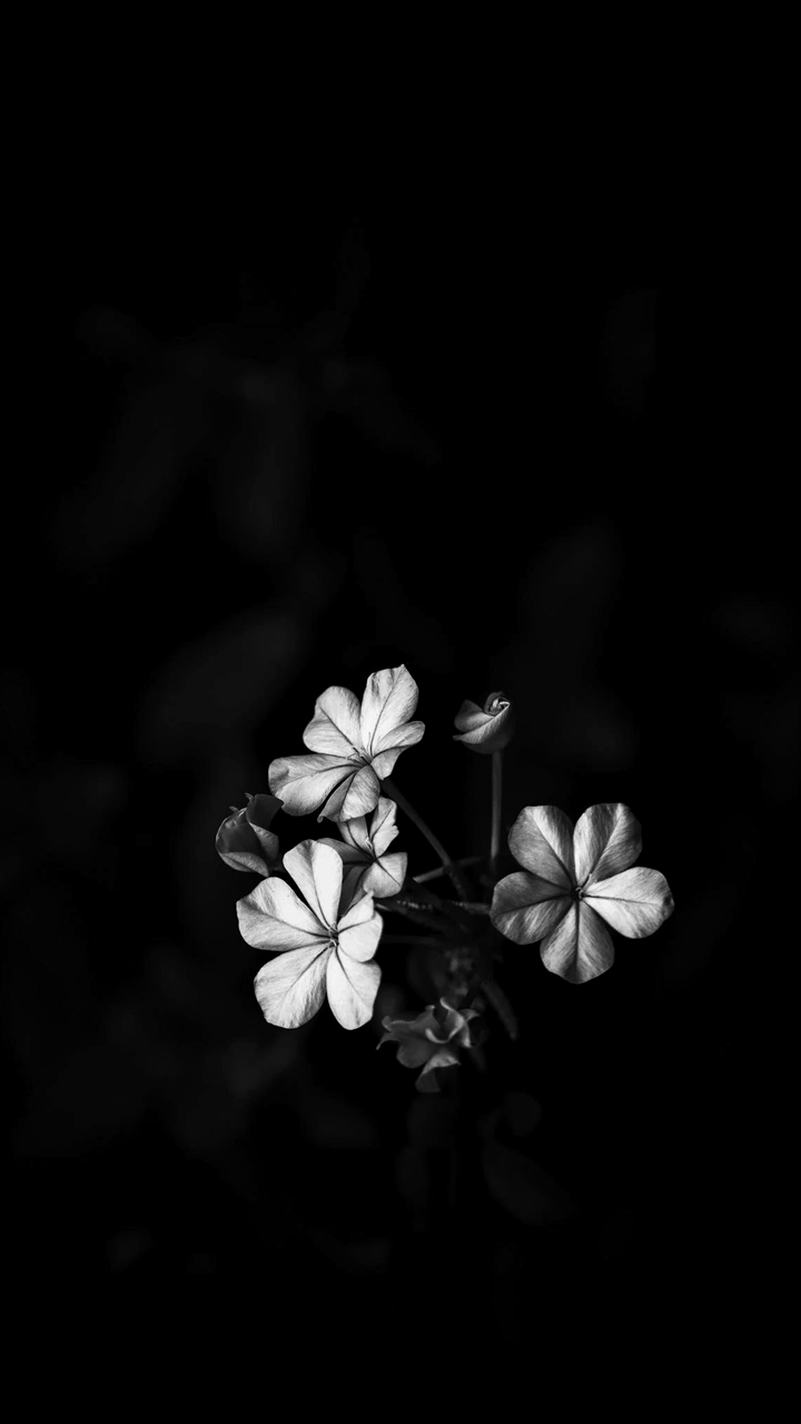 Black Flower for Android