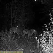 Amazon.com: Amcrest ATC-1201 12MP Digital Game Cam Trail