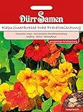 Mirabelle Bellamira - 2jähriger Niederstamm im 10lt-Topf