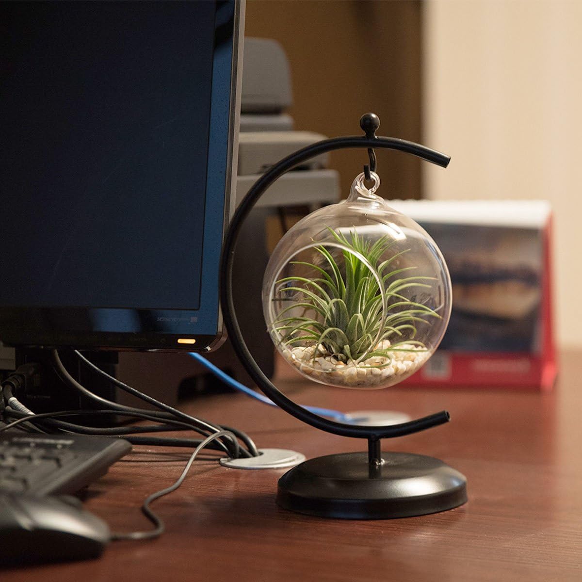 AUTOARK Glass Vase Plant Terrarium with Black Metal Stand,Ornament Display Stand,Office Desktop Potted Stand,Home & Office Decor Accent,1 Globe,APT-001: Garden & Outdoor