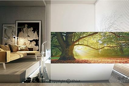 Decorative Privacy Window Film Majestic Mighty Oak Tree With