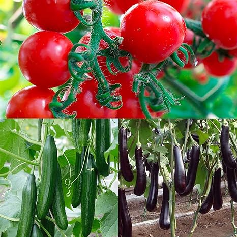 Amazon 夏植え トマト 節なりきゅうり なすび苗セット 野菜苗 9cmポット自根苗 各1個 合計3個 セット品種 夏植えフルーツミニトマト 夏植え節成りきゅうり 夏植えとげ無し中長ナス セット番号 23 自社農場から新鮮直送 野菜