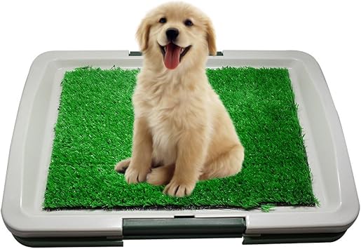 puppy toilet training grass
