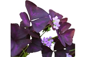 Easy to Grow Oxalis Triangularis 'Purple Shamrocks' Plant Bulbs (20 Pack) - Dark Purple Foliage & Light Pink Flowering Blooms for Indoor or Outdoor Gardens