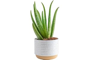 Costa Farms Aloe Vera Live Plant in Decorative Pot, Easy to Maintain, Air Purifying Succulent Indoor Houseplant, Home, Room, or Office Decor, House Warming or Birthday Gift, 12-18 Inches Tall