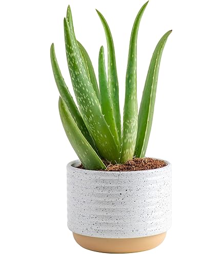 Amazon.com : Generic Aloe Vera (Aloe Barbadensis) Live Plant, 4