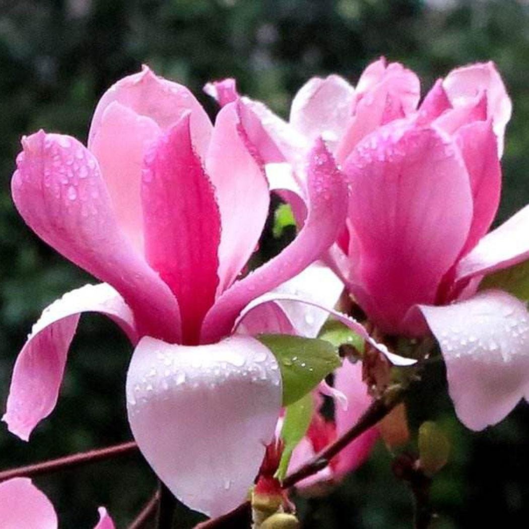 FastDirect Semillas de Magnolia Multicolor Semillas de Flores 20 ...
