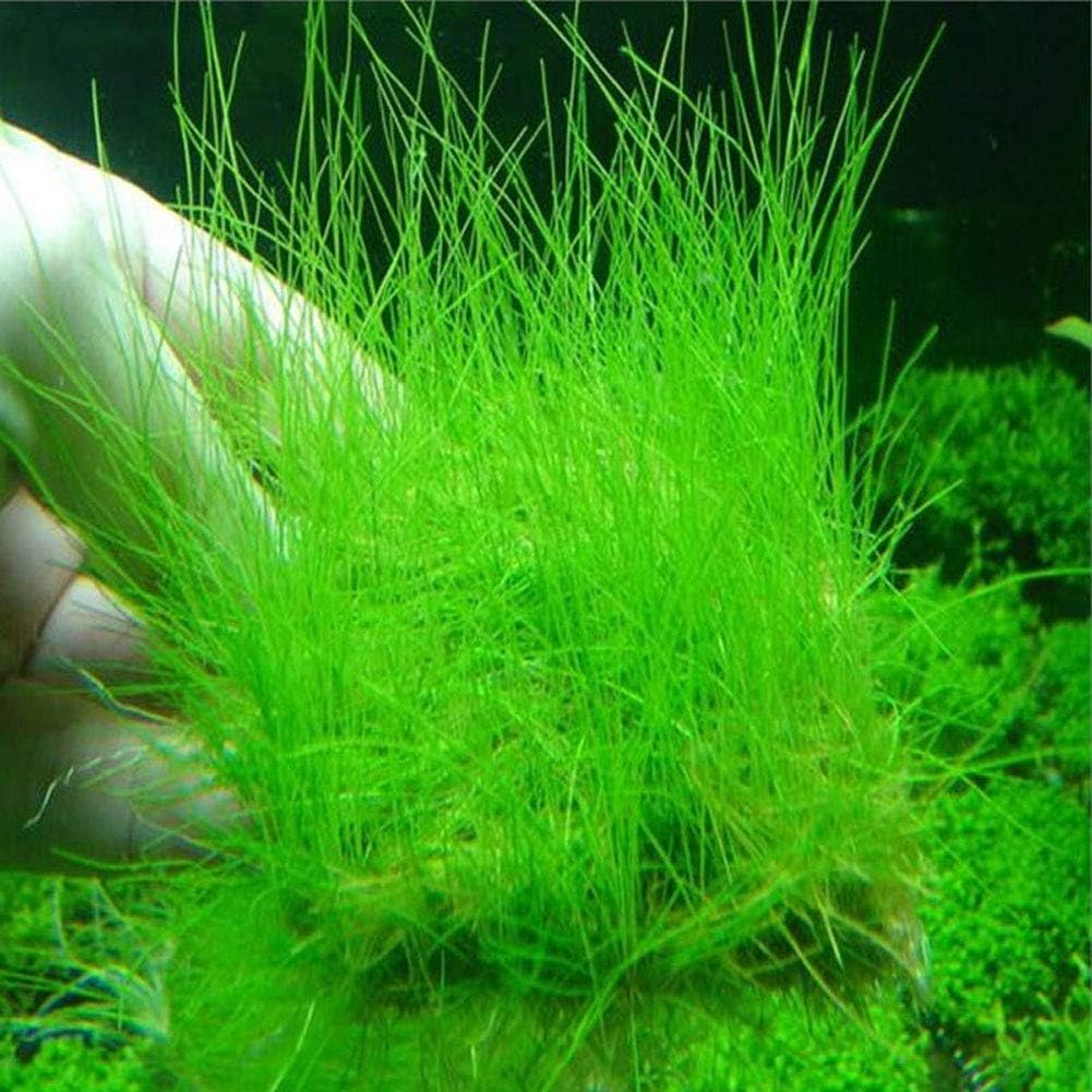 Eleocharis yokoscensis Plantes Graines 10g Environ 6000pcs Plantes Aquatiques Biologiques