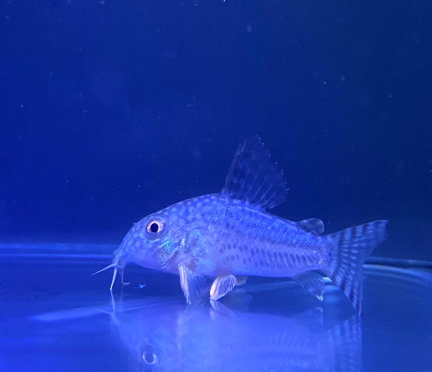 Amazon 熱帯魚 コリドラス ステルバイ Mサイズ 5匹 東京倉庫出荷 アクアショップピラルク 観賞魚 水中生物 通販