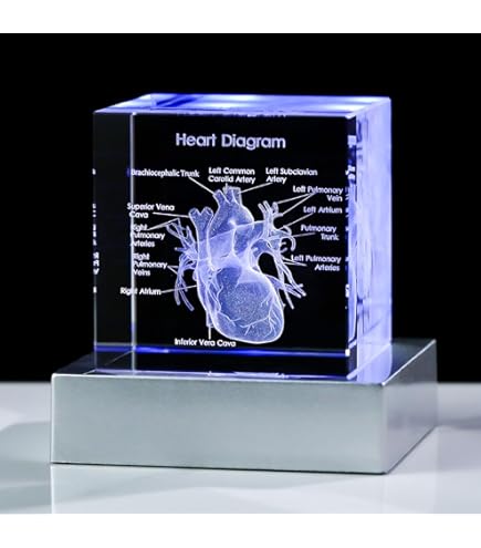 LIGIGWASH Crystal Lung Model Paperweight - 3D Anatomical Display For Medical Science & Education