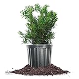 Perfect Plants Podocarpus Pringles 1 Gallon Growers