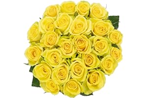 Valentine's Day Gift, Colour Republic Fresh Cut Premium Ecuadorian Yellow Roses, 25 Fresh Flowers