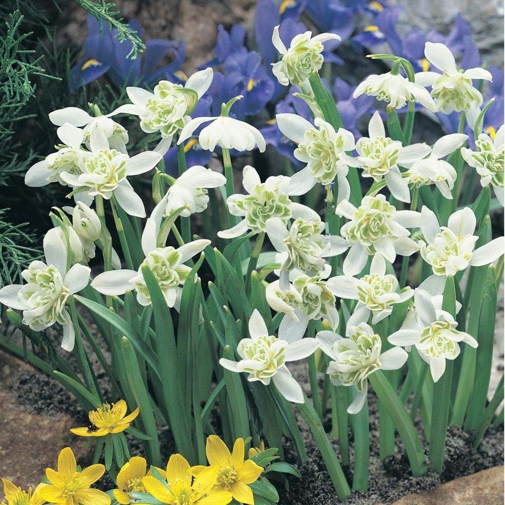 100 DOUBLE snowdrop bulbs Amazon.co.uk Garden & Outdoors