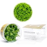 Ultum Nature Systems Micranthemum Monte Carlo Tissue Culture Live Plant for Aquarium, Aquascape, Freshwater Planted Fish Tanks - 100% Snail Free in Vitro