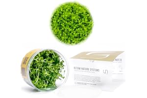Ultum Nature Systems Micranthemum Monte Carlo Tissue Culture Live Plant for Aquarium, Aquascape, Freshwater Planted Fish Tanks - 100% Snail Free in Vitro