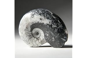 Astro Gallery of Gems Genuine Polished Goniatite Ammonite Fossil - Medium (66.5 Grams) - GAF2