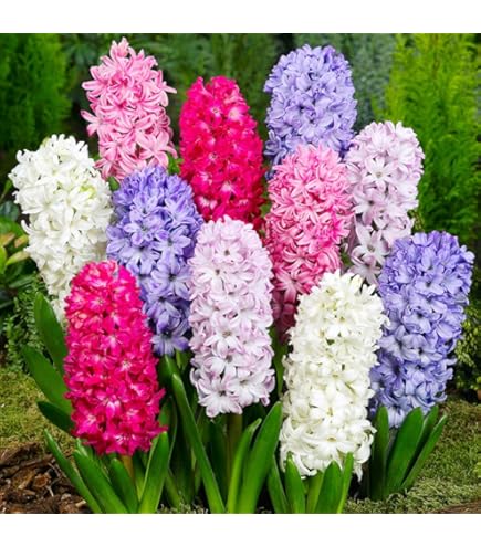 Spectacular Spring-Blooming Perennials To Beautify Your Garden - Living Flowers