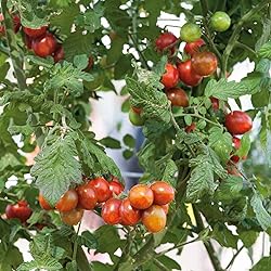 Tomato Seeds - Chocolate Sprinkles - Packet