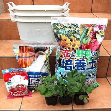 Amazon すずなりいちごと資材が一緒になったセット すずなり大実いちご10 5cm3個 資材セット 取っ手付きプランターmサイズ ホワイト3個 培養土12l 鉢底石5l いちごの肥料1個 野菜苗 資材セット 即出荷 四季成り性で収穫期間が長く高糖度で 家庭菜園でも