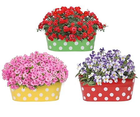 Amazon Brand - Solimo Rust-Free Hanging Planter - Set of 3 (Oval - Green, Yellow, Red)