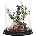 Gala Houseware 5.9" x 8.5" Hand-Blown Glass Cloche Dome with Black MDF Base, Decorative Bell Jar Display for Plants, Candles,
