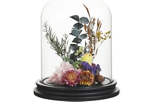 Gala Houseware 5.9" x 8.5" Hand-Blown Glass Cloche Dome with Black MDF Base, Decorative Bell Jar Display for Plants, Candles,