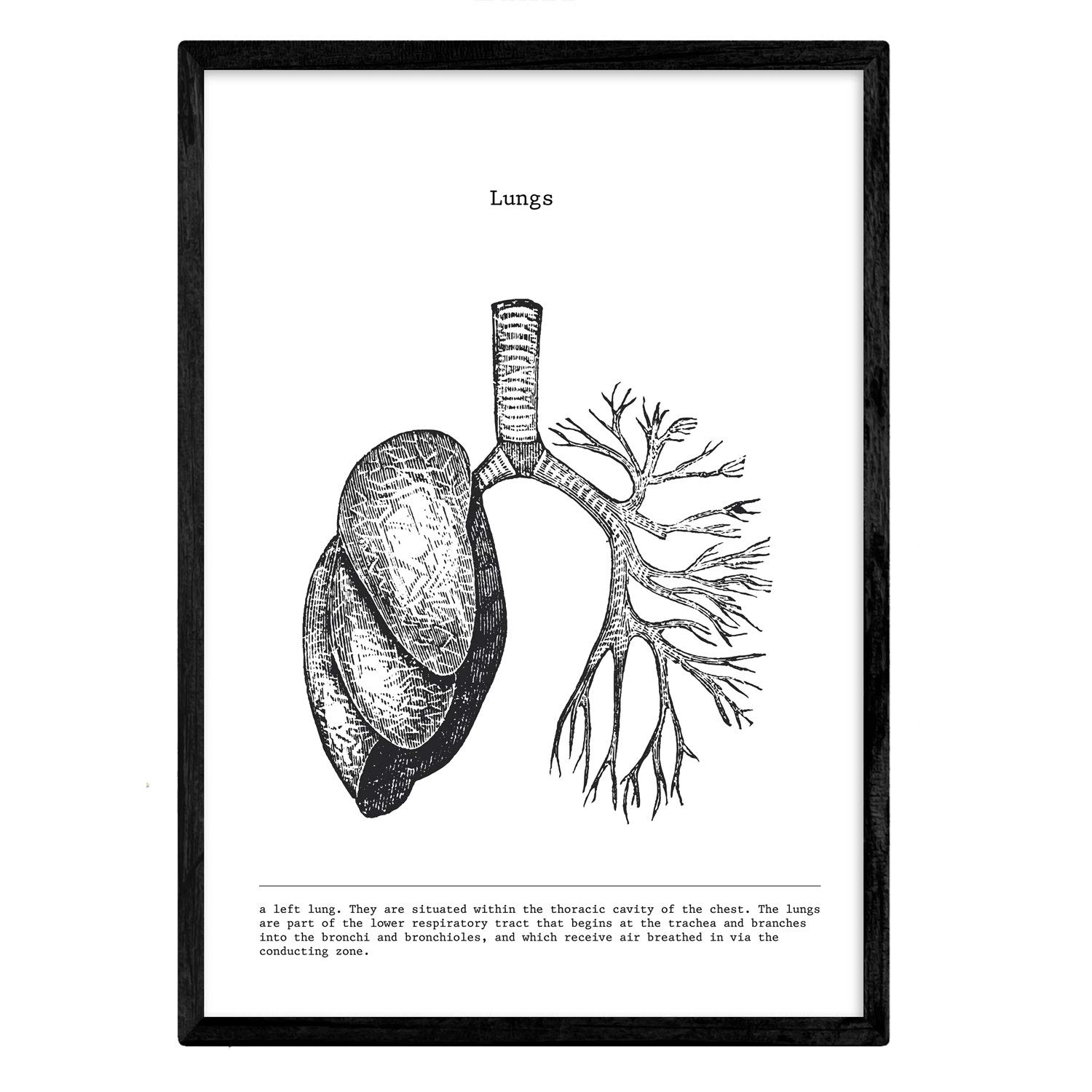 Nacnic Anatomy Poster. Vintage style wall decoration of lungs, muscles and bones. Assorted black and white pictures of human anatomy and body parts. Size A3.