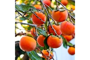 CARPET CREEPING 30+ Persimmon Fruit Tree Seeds for Planting Outdoors-Non GMO Exotic Diospyros Kaki Seeds Nongmo Juicy Plant for Home Gardening