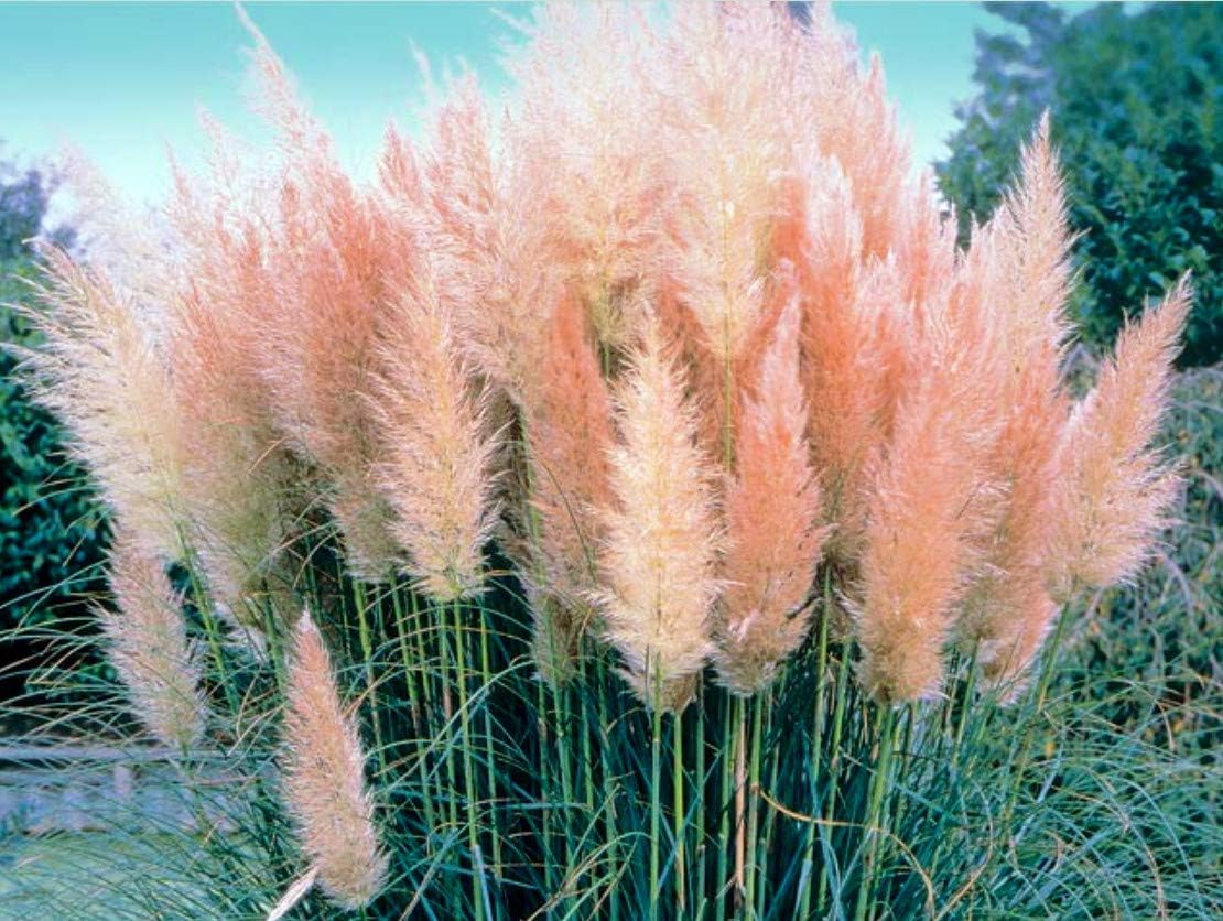 Pink Pampas Grass - Cortaderia selloana rosea - 4" Pot