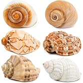 WeDoSoy 6PCS Large Hermit Crab Shells 3"-3.5" Seashells, Opening 1.5"-2.5" | Natural Sea Conch Shell, Large Growth Turbo Shells for Hermit Crab Accessories, Sea Shells for Beach Decorations