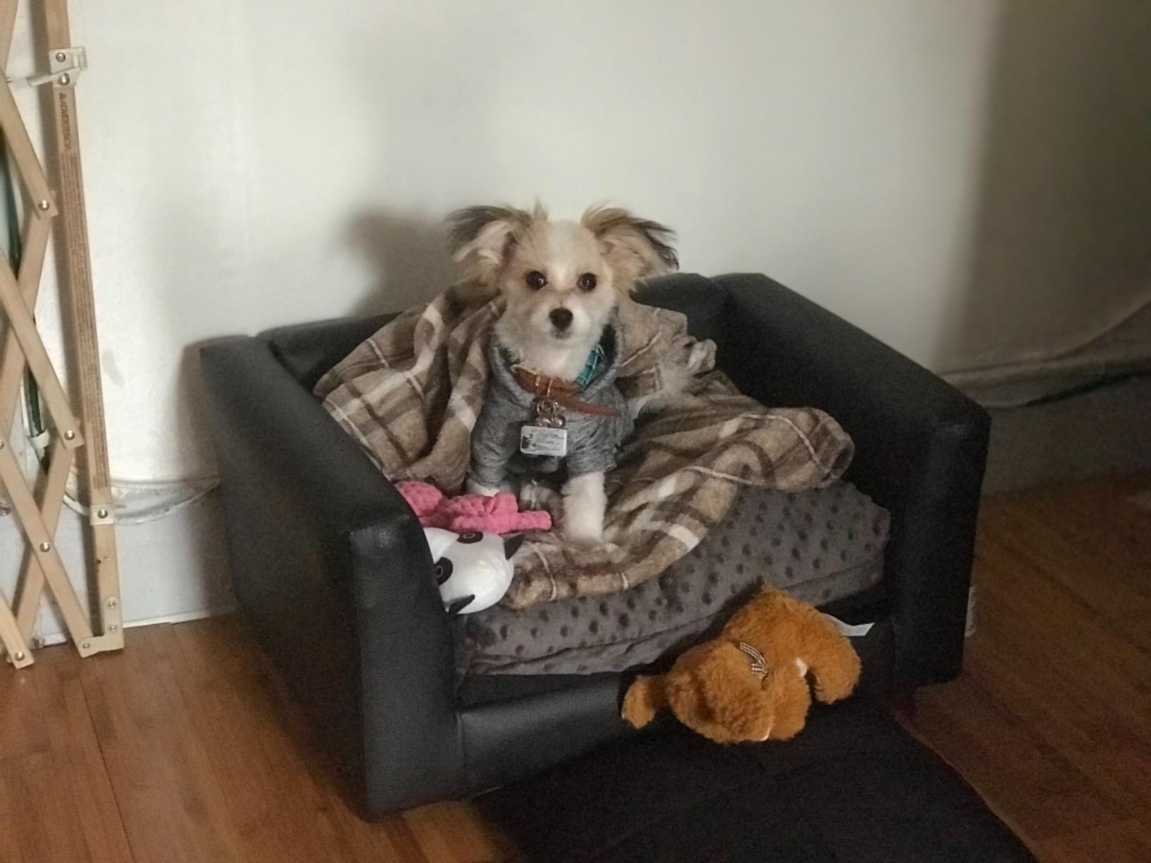 22/mo Finance Keet Fluffy Deluxe Pet Bed Sofa Buy Now, Pay Later