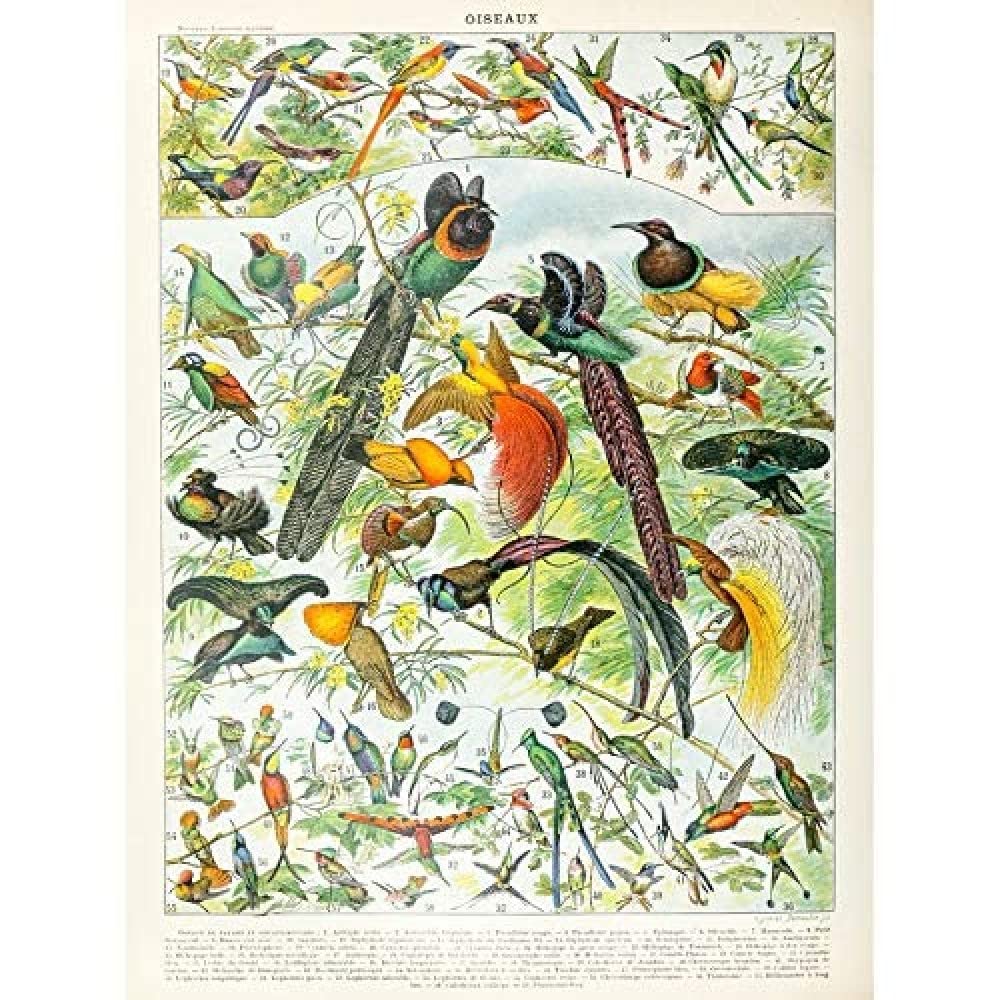 Artery8 Millot Encyclopedia Page Birds Paradise Art Print Canvas Premium Wall Decor Poster Mural