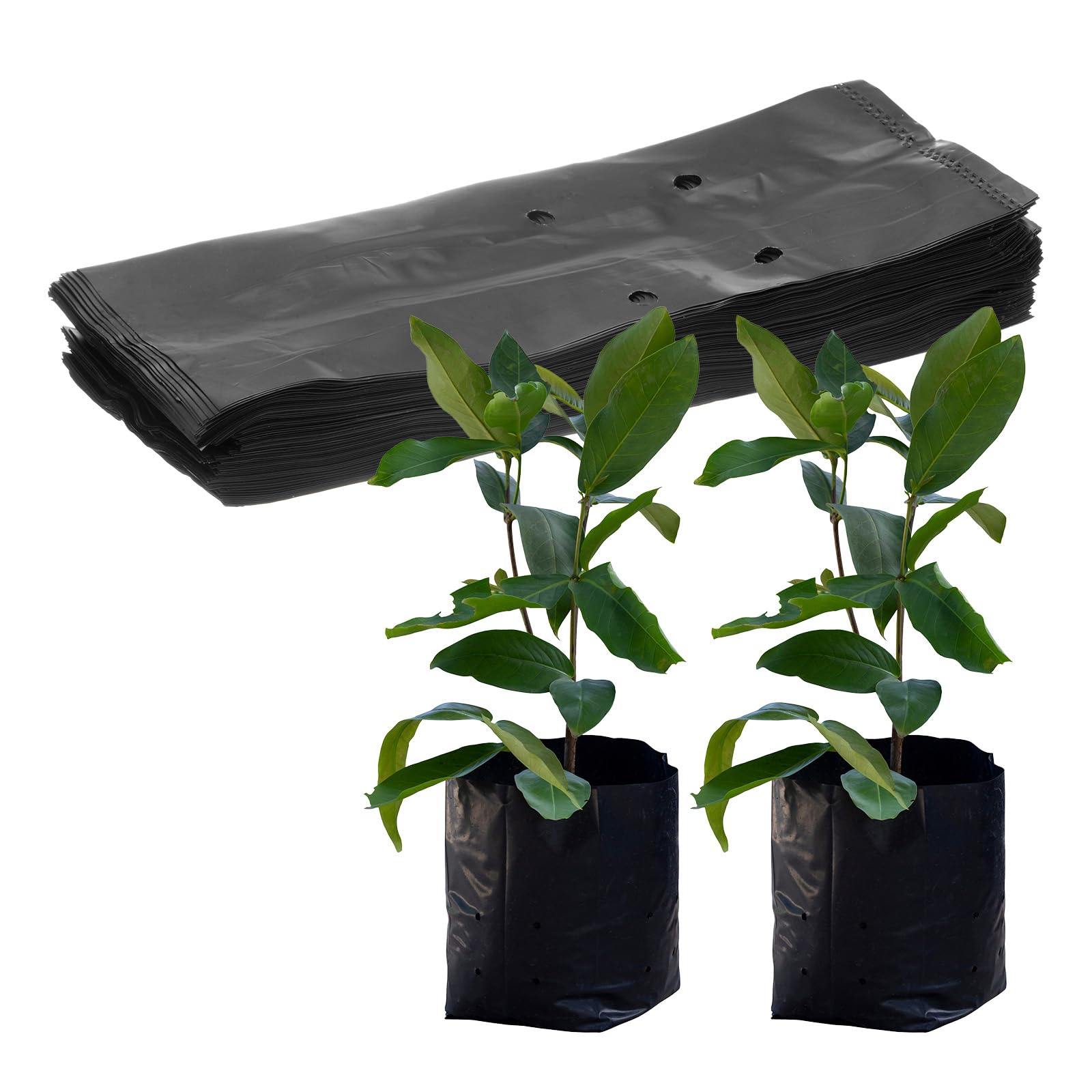 M METERXITY 50-Pack Nursery Growing Bags, 6.7" x 9.8" Thicken Plastic Nursery Bags, Gardening Seed Plant Bags for Potato/Flower/Tomato/Plant Starts/Home Gardening Supplies [Black]