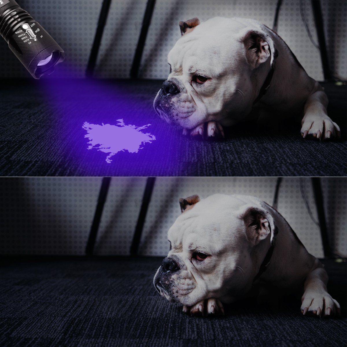 Morpilot 2 in 1 UV Tactical Flashlight Urine Detector, Upgrade 500LM Bright 4 Modes Handheld Flashlight with 395NM Ultraviolet Black Light for Spot Carpet Pet Urine Stain Catch Scorpions