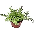 Live Succulent 4" String of Dolphins, Succulents Plants Live, Succulent Plants Fully Rooted, House Plant for Home Office Deco