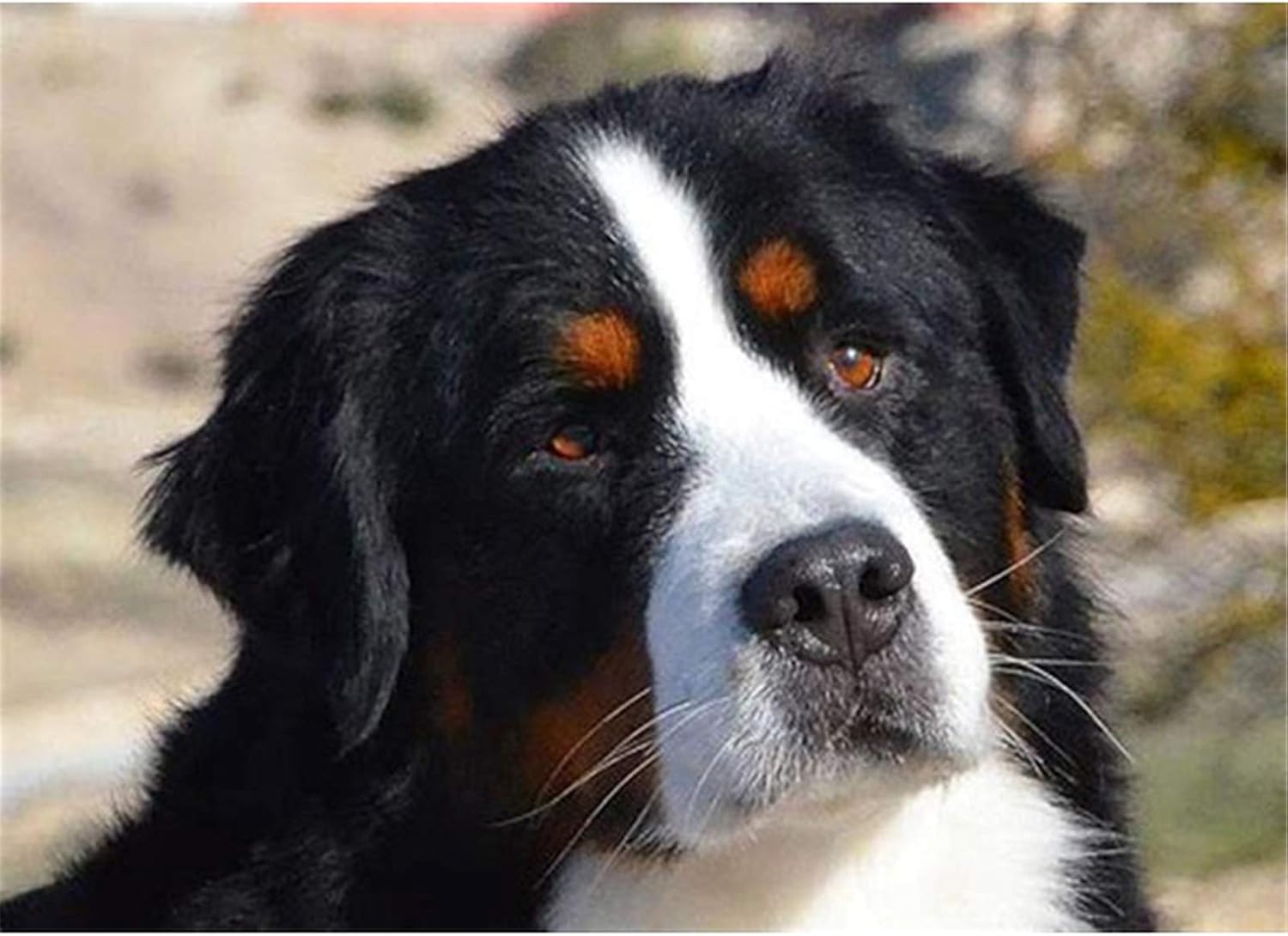 5D Diamond Painting Berner Sennenhund - DIY Diamant Malerei Set 25x30cm Vollbohrer