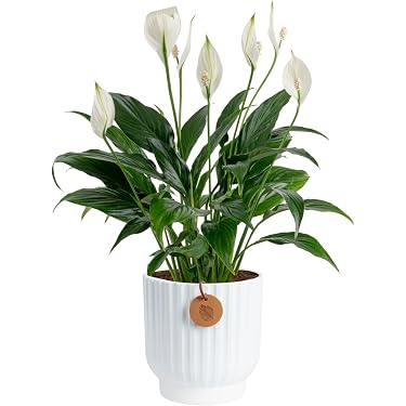 Amazon Best Sellers: Best Live Indoor House Plants