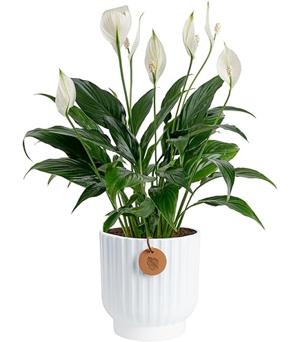Amazon.com: Costa Farms ZZ Plant, Live Indoor Plant, Air Purifying