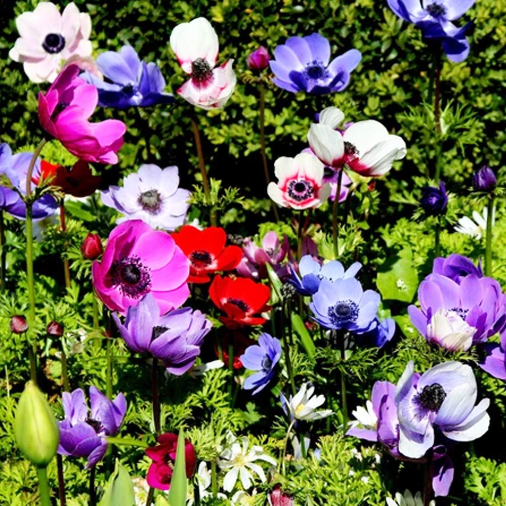 10 x Anemone De Caen- Gorgeous Colourful Cup Shaped Blooms- Pretty Sight in Your Beautiful Garden