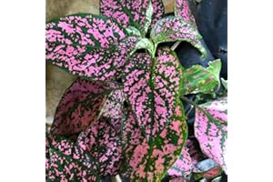 Outsidepride 1000 Seeds Perennial Pink Polka Dot Hypoestes Flower Seeds for Planting