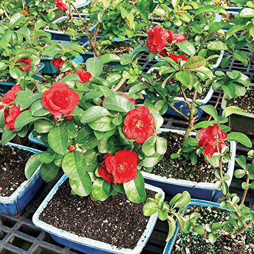 Brussel's Live Japanese Red Quince Outdoor Bonsai Tree - 3 Years Old; 10" to 12" Tall with Decorative Container - Thumbnail 3
