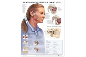 Temporomandibular Joint (TMJ) Anatomical Chart