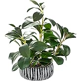 AlphaAcc Artificial Succulents Plants Decor Greenery Fake Succulents Indoor Potted Fake Plant with Rustic Black Clay Planter for Farmhouse Room Bathroom Bedroom Kitchen Office Dese Coffee Table Decor