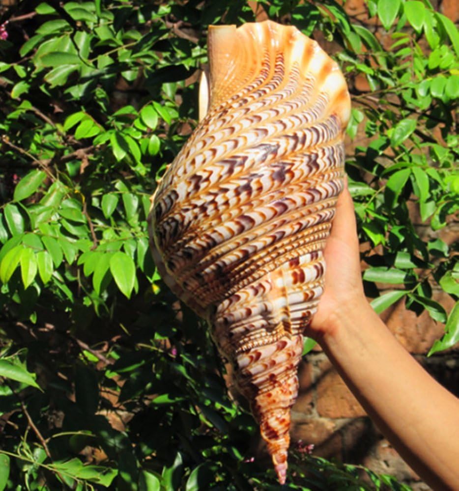 Amazon Somnus258 超大 大きい サザエ 貝殻 インテリア 雑貨 サザエ 特大 写真 小道具 撮影 小道具 鑑賞用 水槽 装飾 店 飾り 30cm Somnus258 観賞魚 水中生物 通販