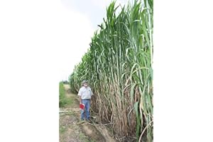 CZ GRAIN Elephant Grass Seeds - Tallest Grass in The World - Ships from Iowa, Made in USA (5,000 Seeds)