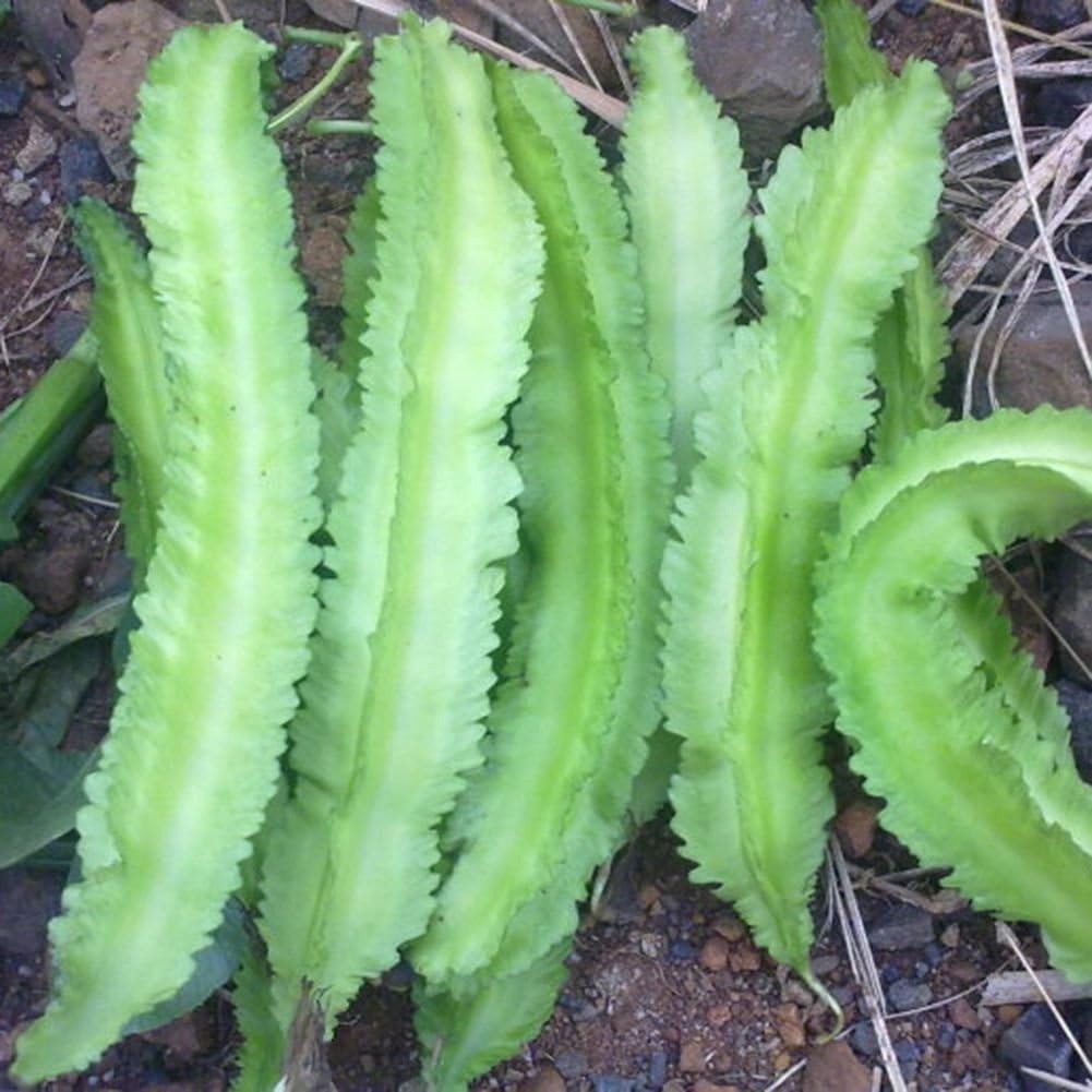 Крылатая Фасоль Семена Купить