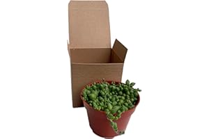 FAT PLANTS SAN DIEGO Succulent Plant in Gift Box String of Pearls (Senecio Rowleyanus) - Live Trailing Plants Fully Rooted & in Bloom - Rare House Plant for Home Office Wedding Hanging Decoration - 4" Pot with Soil Mix