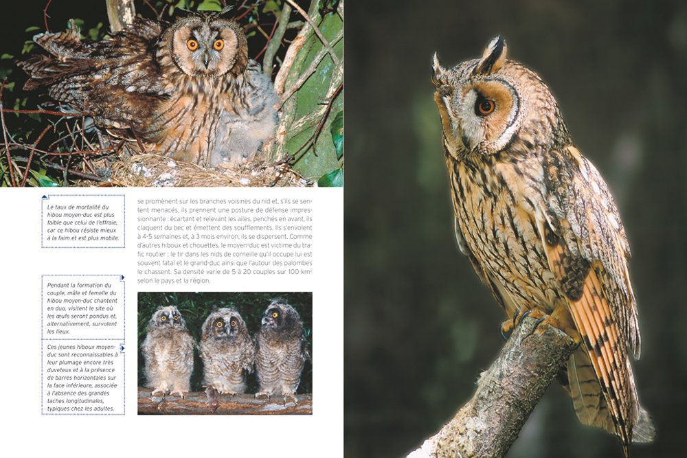 Chouettes Et Hiboux French Edition Amazon Com Books