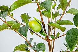 Perfect Plants Fuyu Asian Persimmon Tree, Live